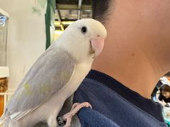-深圳鸟咖鹦花岛