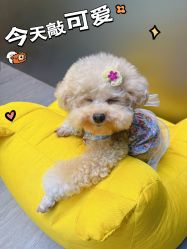 -卡门舞蹈