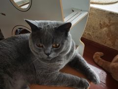 -Catmate·猫肥家润(金润铂宫店)