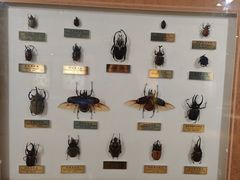 -上海昆虫博物馆