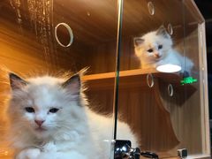 -猫十亿·布偶金渐层·曼基康矮脚猫舍(青年路店)