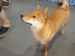 -柴源莊·柴小宠柴犬咖啡