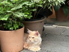-自由生长植物工作室(深港花卉中心店)