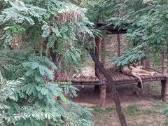 -石家庄市动物园