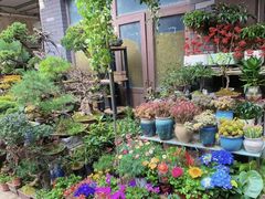 -青石桥花鸟鱼虫市场(叠翠城店)