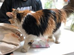 -Anne猫窝咖啡屋