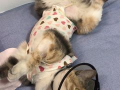 -佳怡动物医院·平价24小时·猫专科骨外科