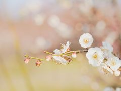 -蜀冈西峰生态公园