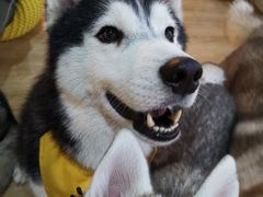 -Husky Go! 哈士奇体验馆·宠物咖啡厅狗咖