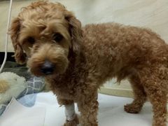 -安安宠医·安宠宠物医院