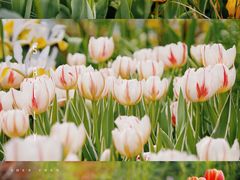 -深圳市中科院仙湖植物园