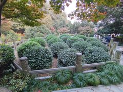 -十八棵（老龙井）御茶园(老龙井店)