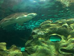 -悉尼海洋生物水族馆