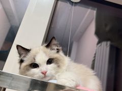 -猫十亿·布偶金渐层·曼基康矮脚猫舍(青年路店)