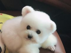 -芭比堂动物医院·24小时·眼科中心(深圳中心)