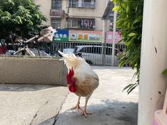 -Again Coffee Roaster(香蜜湖店)