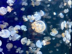 -海合安天津极地海洋公园