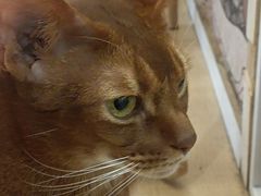 -Let's go狗咖·猫咖·奶狗·桌游(春熙路IFS店)