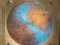 -上海昆虫博物馆