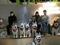 -Husky Go! 哈士奇体验馆·宠物咖啡厅狗咖