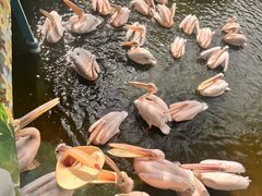 -广州长隆飞鸟乐园