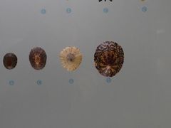 -青岛贝壳博物馆