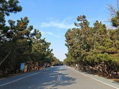 -日照海滨国家森林公园