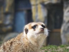 -红山森林动物园