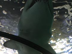 -悉尼海洋生物水族馆