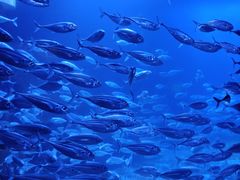 -太平洋海底世界