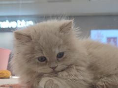 -babydoll猫舍·米努特·德文·缅因(久光中心店)