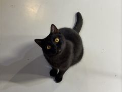 -豆逗聊愈猫阁Easy Life