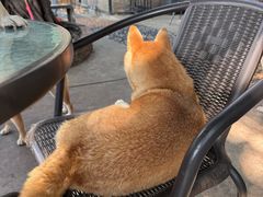 -柴犬高等学院·狗咖·柴犬售卖·宠物训练