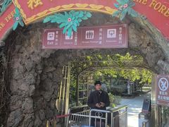 -独树成林
