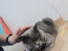 -猫在这儿猫咪咖啡馆·撸猫馆