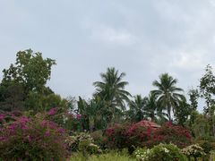 -中国科学院西双版纳热带植物园