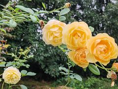 -都江堰玫瑰花溪谷