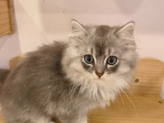 -猫咪派对(江南西店)