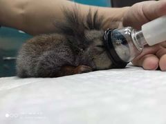 -爱诺耐芙动物医院(万博店)