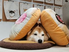 -柴务处·柴犬主题狗咖