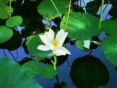 -莲花池公园