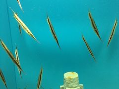 -北戴河圣蓝海洋公园