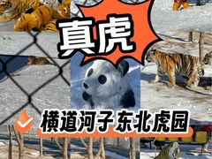 -横道河子东北虎林园