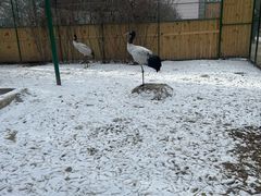 -青藏高原野生动物园