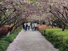 -高东镇樱花园