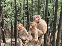 -黔灵山公园