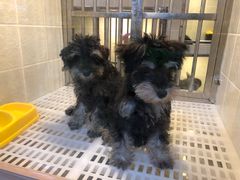 -1013 PET SHOP 宠物商店(近铁城市广场店)