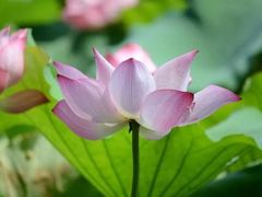 -六出私塾LiuChu•成人美术书法系统课程专业画室(熊婆婆的花园店)