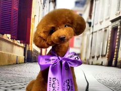 -读宠于你·约克夏比熊·睫角守宫·爬宠售卖(高新店)