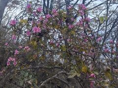 -素山寺森林公园